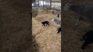 Herdwick sheep lambs in happy mood on fresh bedding 