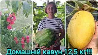 ВЕЛИЧЕЕЗНИЙ домашній кавун🍉ШИКАРНІ персики у сестри🍑Мої дачні роботи🍅#кавун#диня#баштан#сад#город