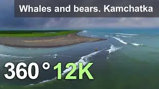 Whales and bears. Kamchatka Peninsula, Eastern coast, Bering sea, Russia. Aerial 360 video in 12K.