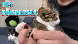 Cleaning a Cat Wound! Plus Reptile Maintenance!