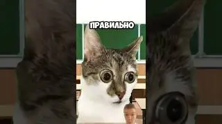 Умный кот играющий в телефон на уроке 