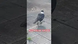 AUSTRALIAN MAGPIE 🇦🇺🪃🕊🦅🦜🐦