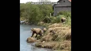 Медведи ловят рыбу