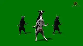 Cow and Two Bulls Dancing Green Screen HD (2024)