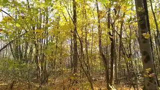 Осень время стихов