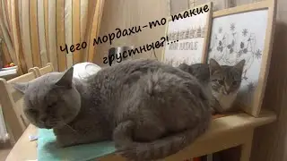 Вечер То лапы ломит то хвост отваливается Кошаки на кухне