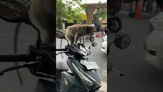 Местный таксист