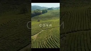 Чайные плантации Сочи // Мацеста Чай 