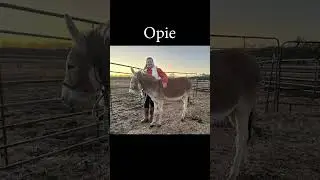 Opie has been ADOPTED!! #shorts #donkey #equineadoption