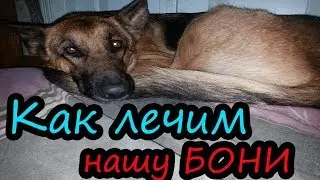 Ложная беременность у собаки // Мастит // Немецкая овчарка // Бони