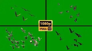 Flock of birds flying | Green Screen