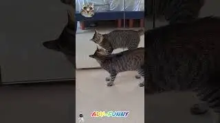 Funny jumping cats