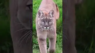 Еще одна мощная красотка пума⚡