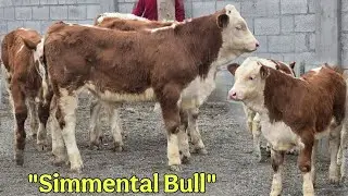 😱 Simmental Bull  Ma Sha Allah Tozza Simental Buqachalar