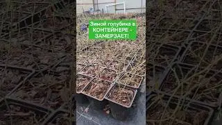 #саженцыголубики