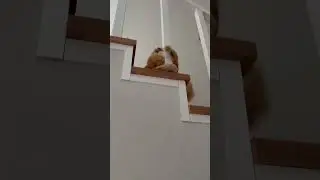#мейнкун #большойкот