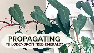 Propagating My Philodendron erubescens 