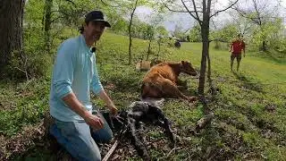 Wranglin’ a heifer to pull a calf