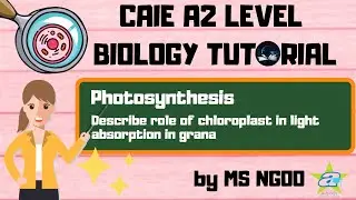 [BIO] Role of Chloroplast Pigments in Light | Photosynthesis