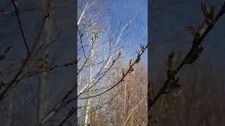 То це що, скоро весна в Міраміши?)) #miramichi #newbrunswick #canada #веснавканаді #весна #канада