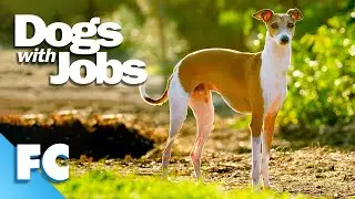 Dogs With Jobs | S5E07: Cindy, Chipper & Hope | Full Animal Documentary TV Show | FC