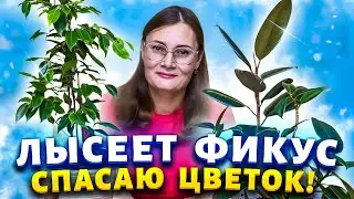 Почему осыпаются листья у фикуса?  Ухаживаем правильно, делюсь своими секретами!