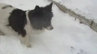 Гуляем с Муськой. Новосибирск.