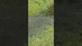 My neighborhood after the summer rain