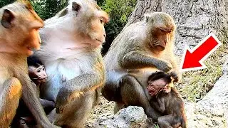 OMG...!! Mom jane steals food from Bridget,Poor mom Jane very hugry becaues she has no food today.