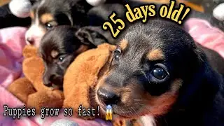 3 weeks old puppies (25 days old) | Dachshund puppies