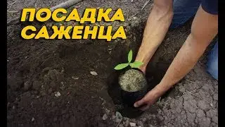 Посадка саженца с закрытой корневой системой