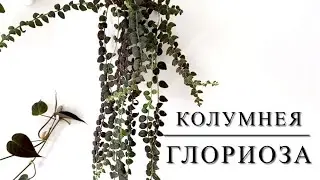 КОЛУМНЕЯ ГЛОРИОЗА [Краткий Видео Обзор]