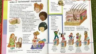 АНАТОМИЯ ДЛЯ ДЕТЕЙ. Кожа и тактильные ощущения. Читаем вслух детскую энциклопедию