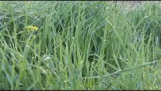 Intro 
