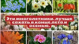 Эти многолетники, лучше сажать в конце лета и осенью.💐