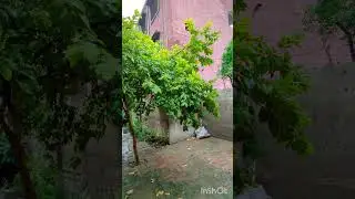 Barish ki boondon ki dilkash awaz