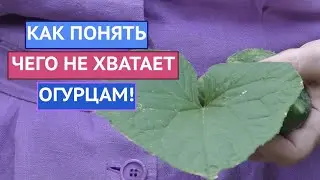 ЧТО СЛУЧИЛОСЬ С ЛИСТЬЯМИ И ПЛОДАМИ ОГУРЦОВ?? ЛЕЧИТЬ ИЛИ КОРМИТЬ?