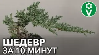 Вам непременно захочется повторить! БОНСАЙ ИЗ МОЖЖЕВЕЛЬНИКА своими руками