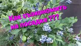 Субстраты для посадки голубики. На опыте 7 лет выращивания.