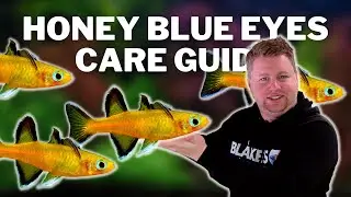 I Love These Fish! Honey Blue Eyes Care and Breeding Guide