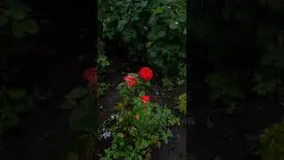 Черкаси 8.07.23