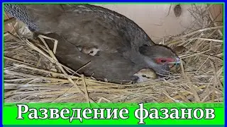 PHEZANA FEMALE BREEDS THE CHICKENS