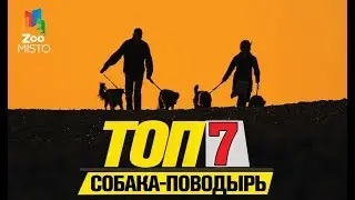 Топ 7 пород собак-поводырей | Top 7 breeds of guide dogs