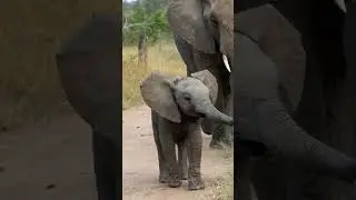 Baby elephants on a mission 🐘 #wildafrica #wildlife #africanwildlife #babyelephants