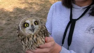 Как у нас дома оказалась Болотная сова / How a Short-eared owl appeared in our house