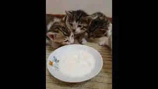 Котята! Первая еда 