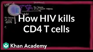 How HIV kills so many CD4 T cells | Infectious diseases | NCLEX-RN | Khan Academy