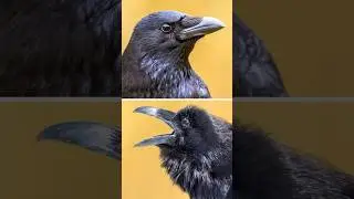 What is the Difference Between Crows and Ravens? 
