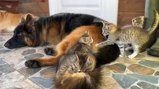 Tiny Kittens Treat German Shepherd Like Their Own Big Brother