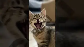 cat vs cat cat battle😂😂😂 